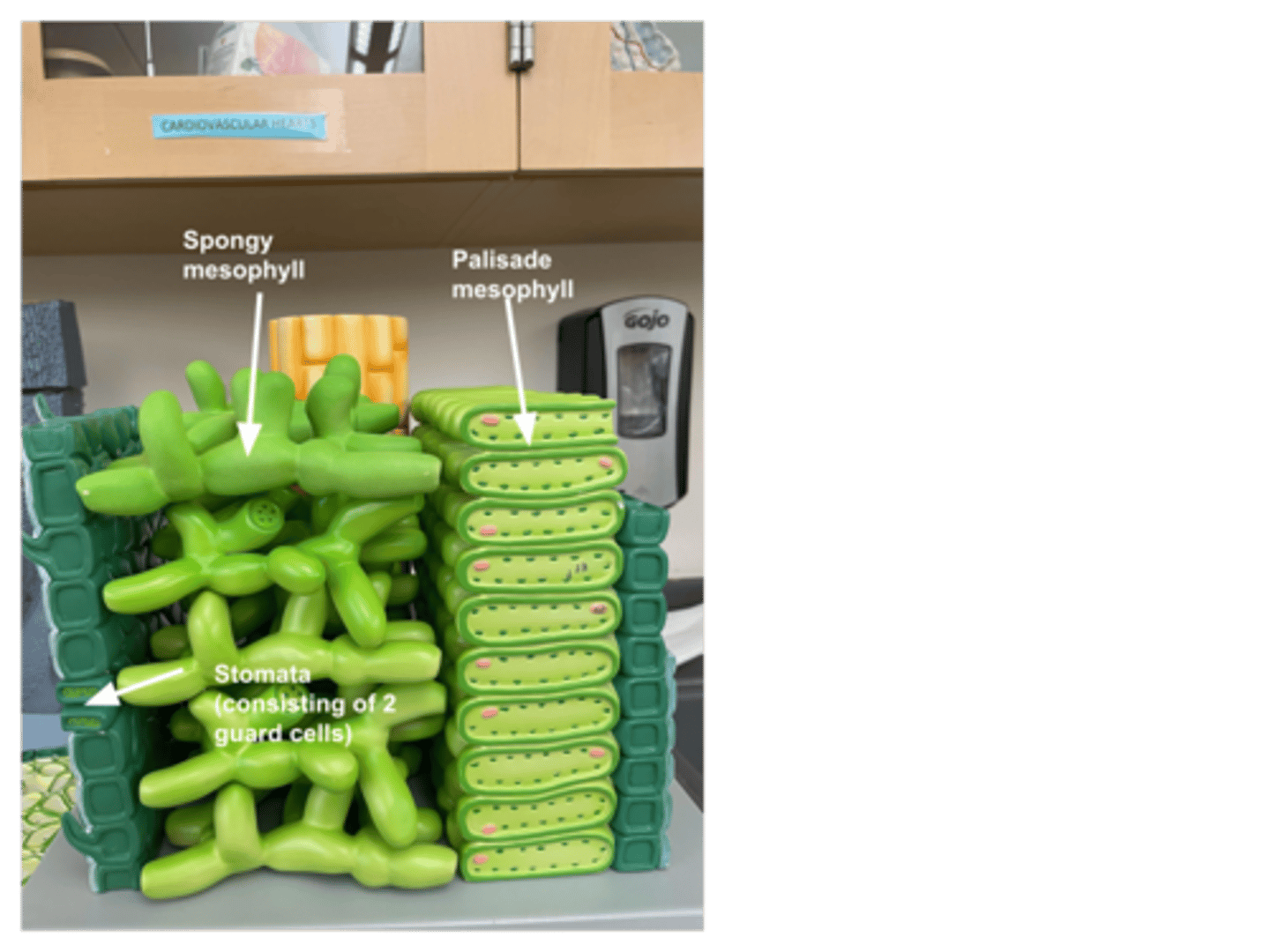 knowt flashcard image