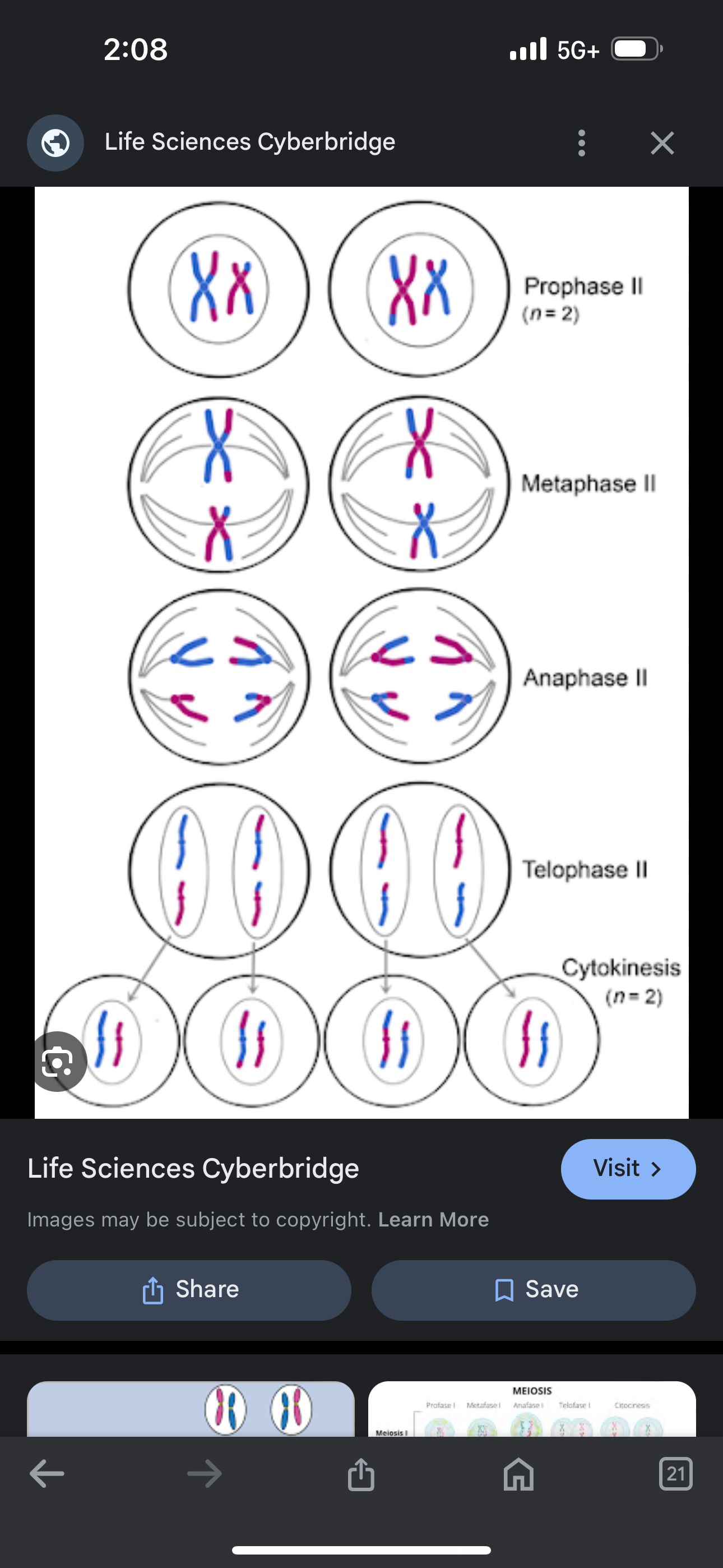 <p>Prophase- nuclear membrane dissolves</p><p>Metaphase 2- chromosomes (2 chromotids) line up on the equator</p><p>Anaphase 2- nuclear membrane begins to form around the chromatids now called chromosomes</p><p>Telophase and cytokinesis- nuclear membrane form, 4 daughter cells produced</p>