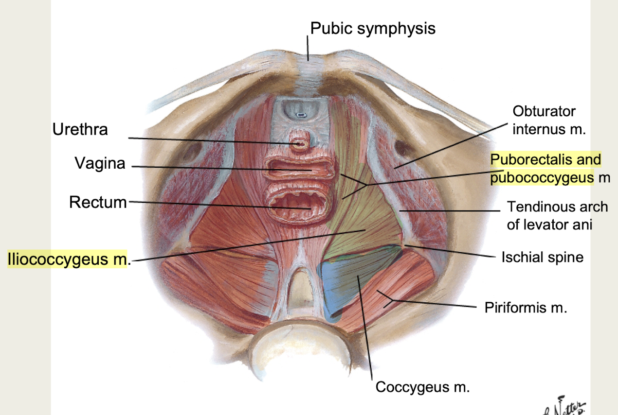 <p>innervated by <strong>ventral rami of S4</strong></p><p><strong>1. Puborectalis</strong> <strong>m</strong><br><strong>2. Pubococcygeus</strong><span><strong> m</strong></span><br><strong>3. Iliococcygeus m</strong></p><p><em>Muscles of Pelvic Diaphragm (floor)</em></p>