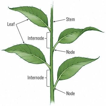 <p>“<strong>Internodal cut</strong>” or “<strong>internodal cutting</strong>” has the basal cut about ____  below bottom node. why?</p>