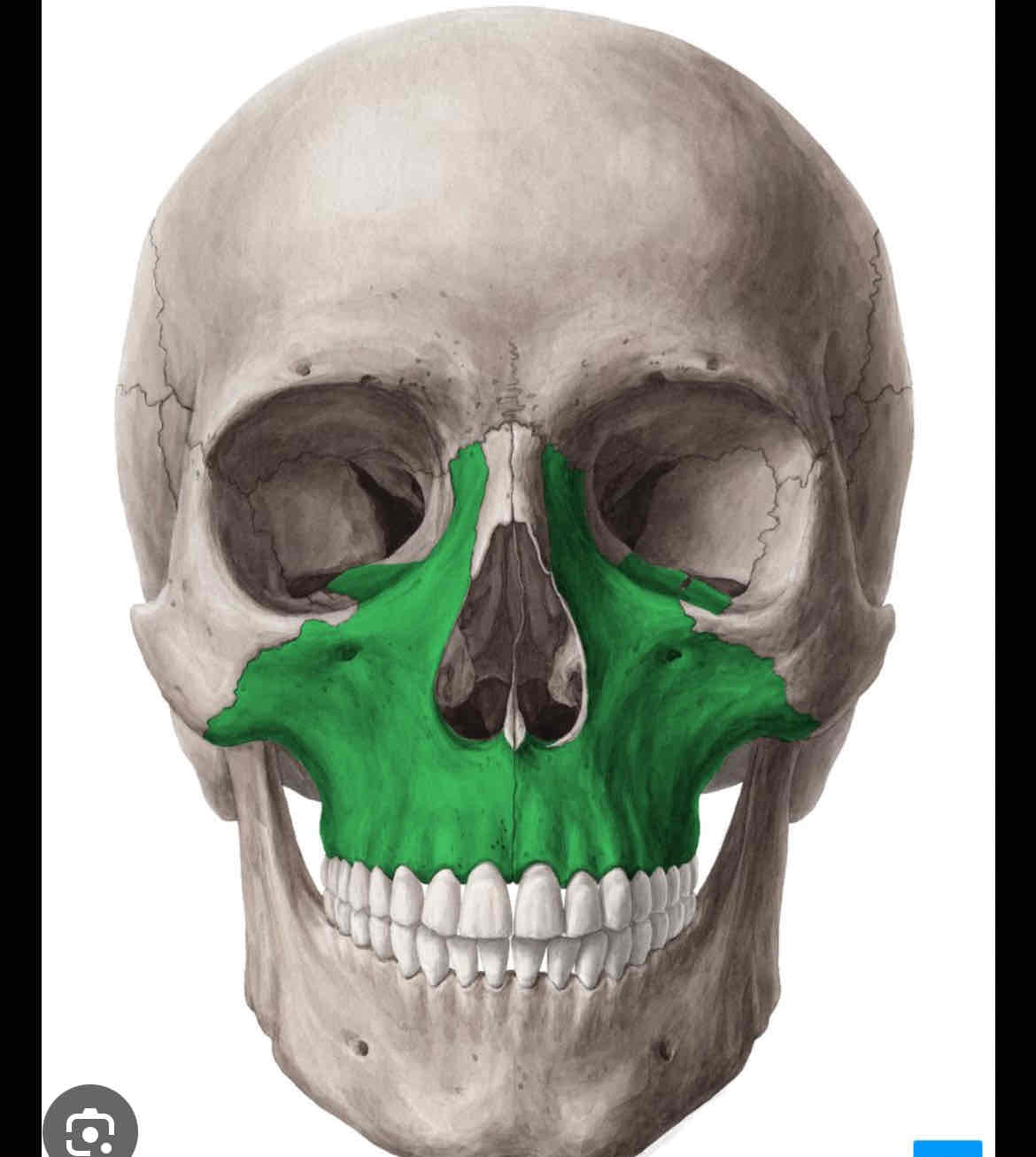 knowt flashcard image