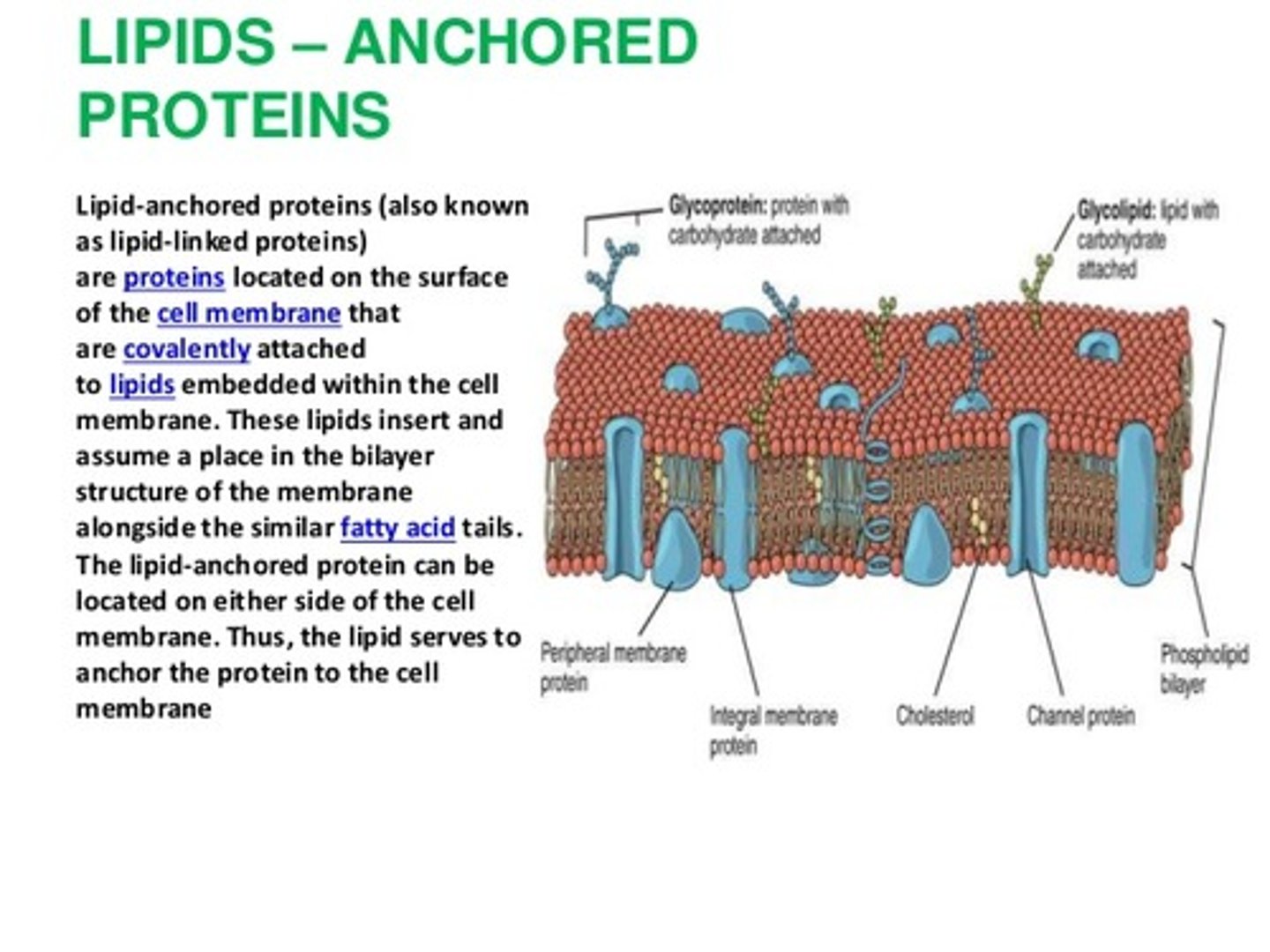 <p>(A) lipidbound protein</p><p>A protein that is stuck within the cell membrane and is not exposed to either the extracellular or intracellular area is known as a lipidbound protein.</p>