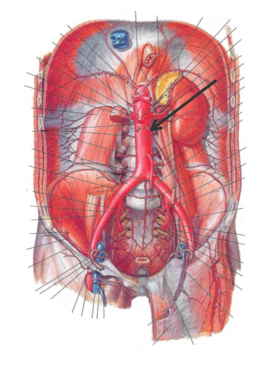 <p>identify the structure(s) indicated by the arrow</p>