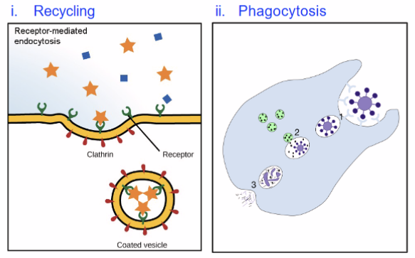 <ol><li><p>Recycling of plasma membrane components like receptors and extracellular material</p></li><li><p>Destroy pathogens like bacteria and viruses—only in phagocytic cells</p></li></ol><p></p>