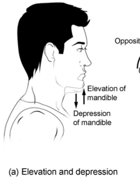 <p>superior vs inferior movement</p>
