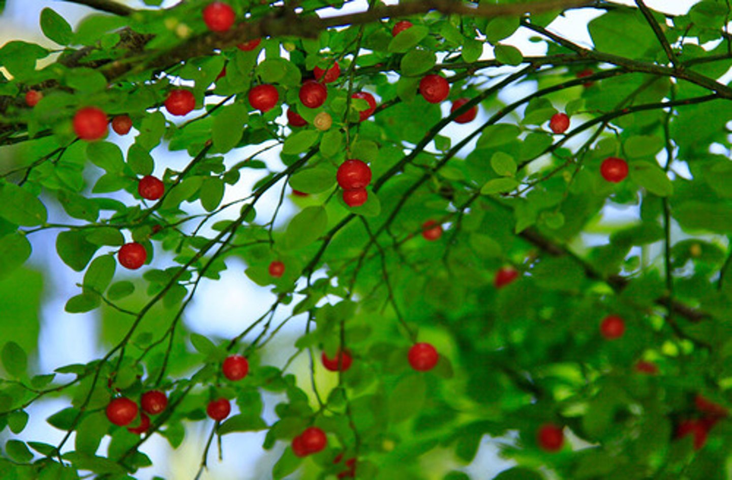 <p>Small, bipinite leaves. Hairless, with a prominent midrib. stems are green. Berries are orange/red, globular growing speckled among the leaves. Leaves smooth with smooth margins.</p>