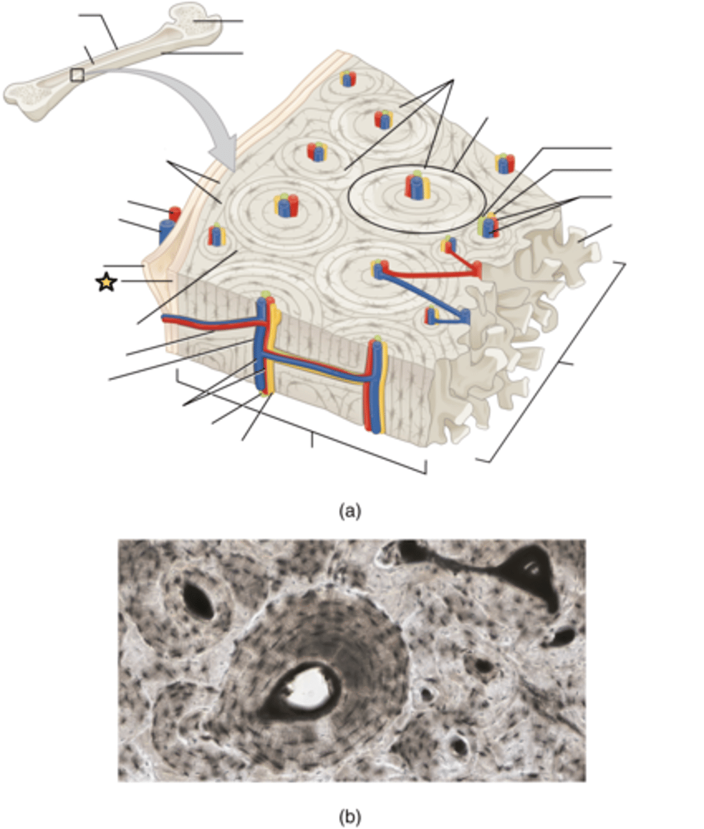 <p>Composed of osteoblasts and osteoclasts</p>