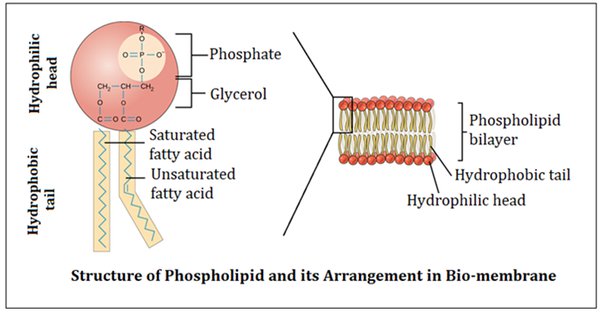 hidrophob, hidrophil