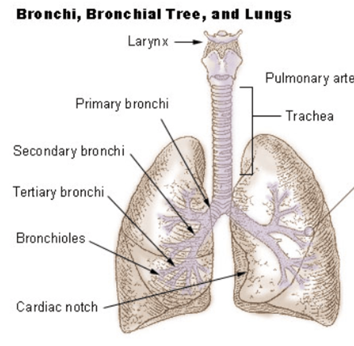 <p>. Right wider, shorter</p><p>and enters more vertically</p><p>ASPIRATED FOREIGN OBJECTS TEND TO OBSTRUCT RIGHT BRONCHUS</p>