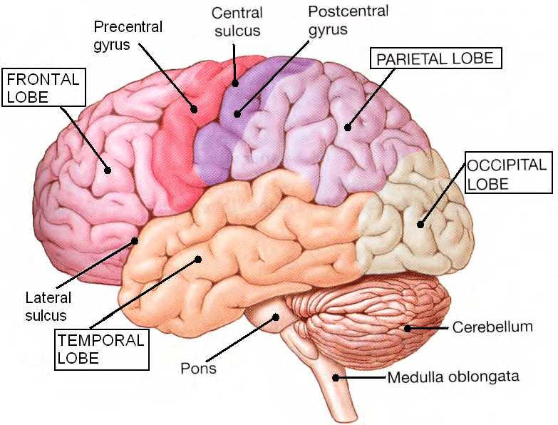 <ul><li><p>Paired (left and right) superior parts of the brain</p></li><li><p>Include more than half of the brain mass</p></li><li><p>The surface is made of ridges (gyri) and grooves (sulci)</p></li><li><p>Fissures (deep grooves) divide the cerebrum into lobes</p></li></ul><p></p>