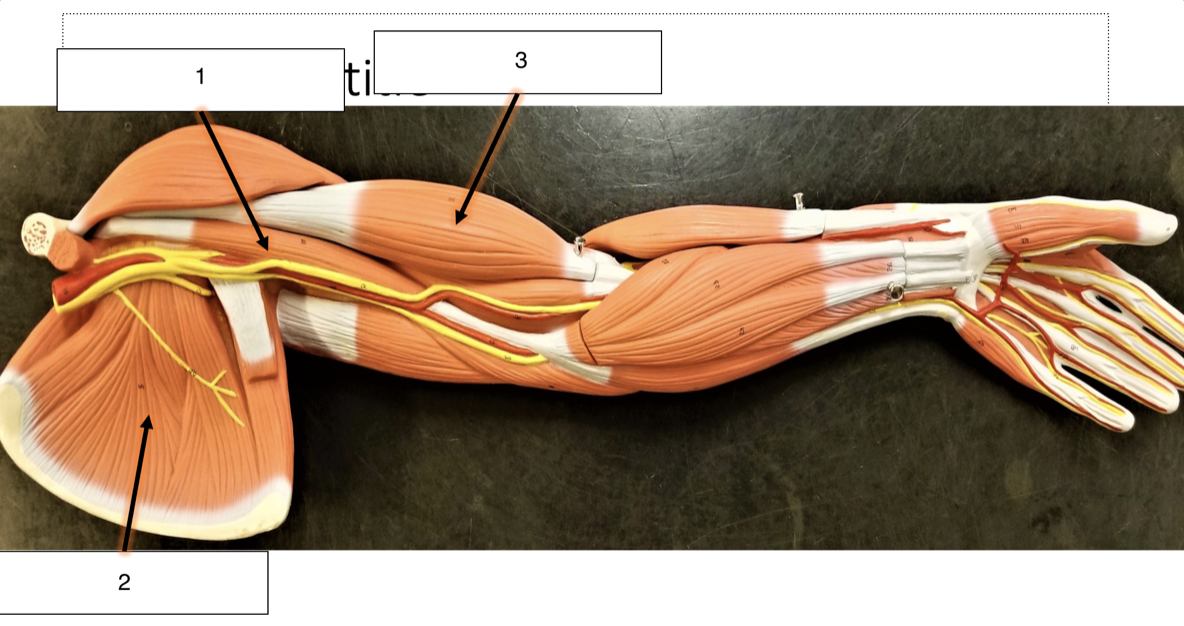 <p>name the muscle (2)</p>