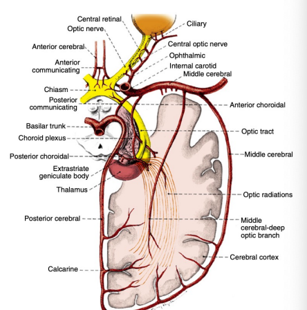 <p>The <strong>anterior choroidal artery (peripheral)</strong></p><p>The<strong> posterior choroidal branches </strong>of the posterior cerebral artery (<strong>dorsal/ hilum wedge for the macula)</strong></p>
