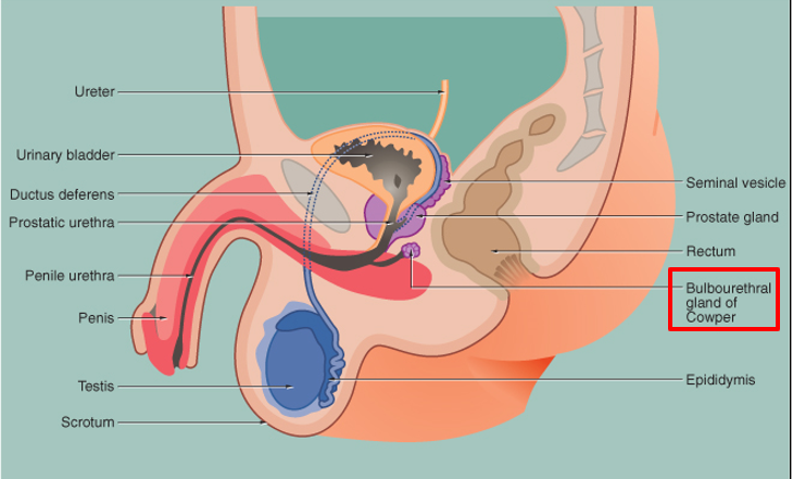 <p><strong>Paired pea-sized glands</strong> near the <strong>base of the penis</strong>, beside the urethra.</p>