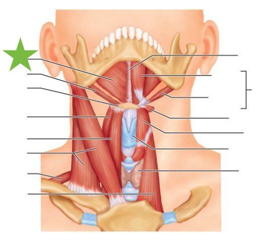 <p>Muscle, Origin, and Insertion </p>