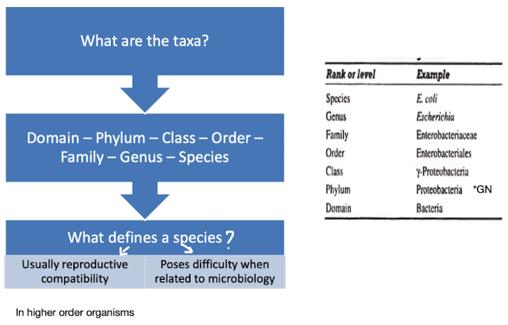 <p><strong>Taxonomy is the science of classification of living organisms into distinct groups</strong></p><p><strong>Bacterial taxonomy relies on characteristics such as morphology, genetic analysis, and biochemical properties. </strong></p>