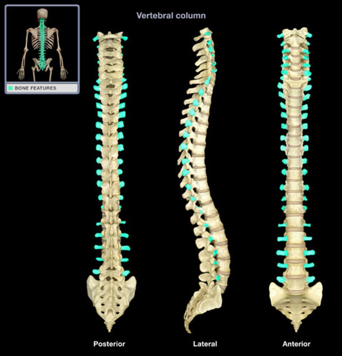 <p>(part of vertebrae)</p>