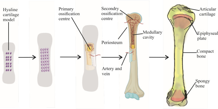 <p>At the ends as articular cartilage and between the diaphysis and epiphysis as the epiphyseal plate.</p>