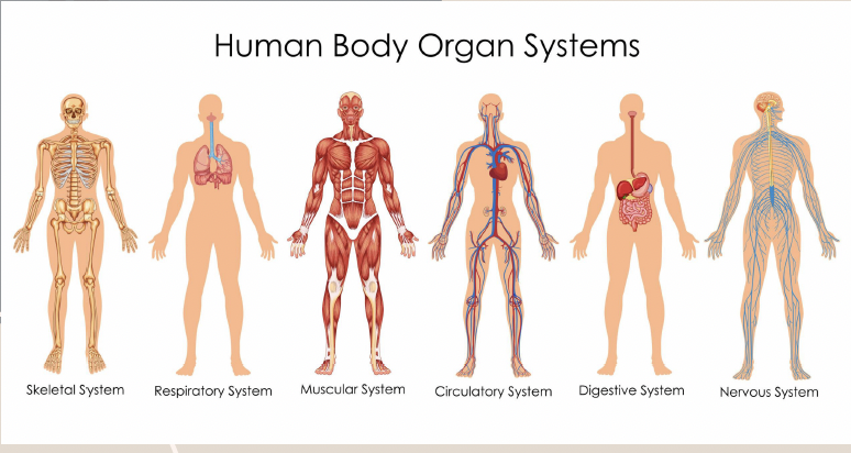 <p>Group of organs that work together to perform specific body functions.</p>