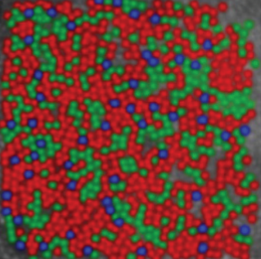 <p>look into a person’s eye and take pictures that showed</p><p>how the cones are arranged on the surface of the retina.</p><p>creates <strong>cone mosaic images!</strong></p>