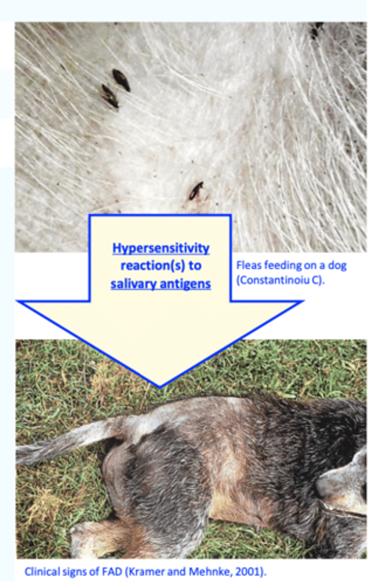 <p>3) Flea allergy dermatitis (FAD)</p><p>• Most, if not all dogs, become allergic to salivary antigens of fleas;</p><p>Type I (immediate, IgE mediated =&gt; mast cell degranulation);</p><p>Type IV (delayed, cell mediated – T-DTH)</p><p>Cutaneous basophil hypersensitivity </p>