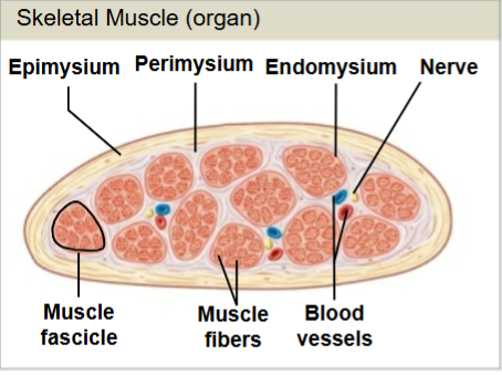 <ul><li><p>Surrounds muscle fiber bundles (fascicles)</p></li><li><p>Contains blood vessel and nerve supply to fascicles </p></li></ul><p></p>