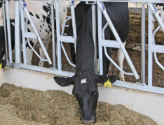 <p>cattle restraint #3</p>