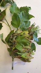 Acer negundo