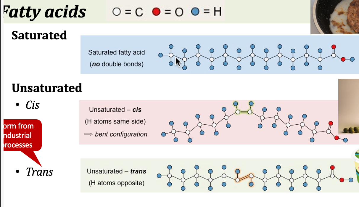 <p>saturated fatty acids</p>