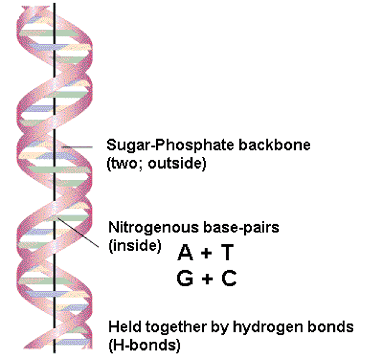 <p>- proposed the double-helix model of DNA</p><p>- -deoxyribonucleic acid(DNA) is a double helix with antiparallel strands</p><p>- pentose sugars and phosphates backbone</p><p>- nitrogenous bases paired at the center by hydrogen bonds</p><p>- alternating monir and major grooves</p><p>- length of one whole turn on the helix is approx 10 base pairs</p>