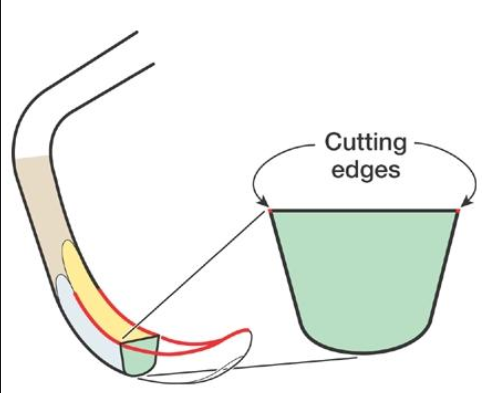 <ul><li><p>Used to remove SMALL to MEDIUM sized calclus </p></li><li><p>Rounded back, rounded toe</p></li><li><p>Two cutting edges per working end</p></li><li><p>Semi-circular cross section</p></li><li><p>Face us PERPENDICULAR to the lower shank, 2 cutting edges</p></li></ul><p></p>
