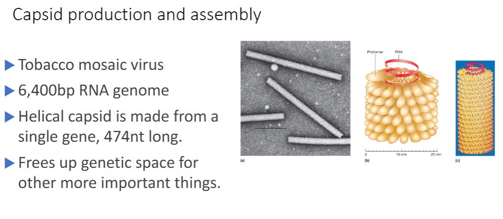 <p>-Helical capsids are shaped like hollow tubes with protein walls. Tobacco mosaic virus is a well-studied example of helical capsid structure (figure 18.3). The self-assembly of TMV protomers into a helical arrangement produces a rigid tube. The capsid encloses an RNA genome, which is wound in a spiral and lies within a groove formed by the protein subunits. The size of a helical capsid is influenced by both its protomers and the viral genome. The diameter of the capsid is a function of the size, shape, and interactions of the protomers. The length of the capsid appears to be determined by the size of the viral genome.</p>