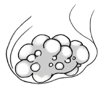 <p>identify species w/ this ovary, why is it like this?</p>