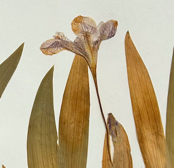 <p>Asparagales</p><p>Iridaceae</p><p><em>Iris cristata</em></p>