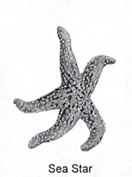 <p>sea star SP</p>