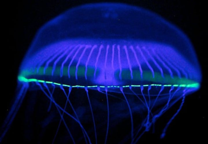 <p>green fluorescent protein (from jellyfish)</p>