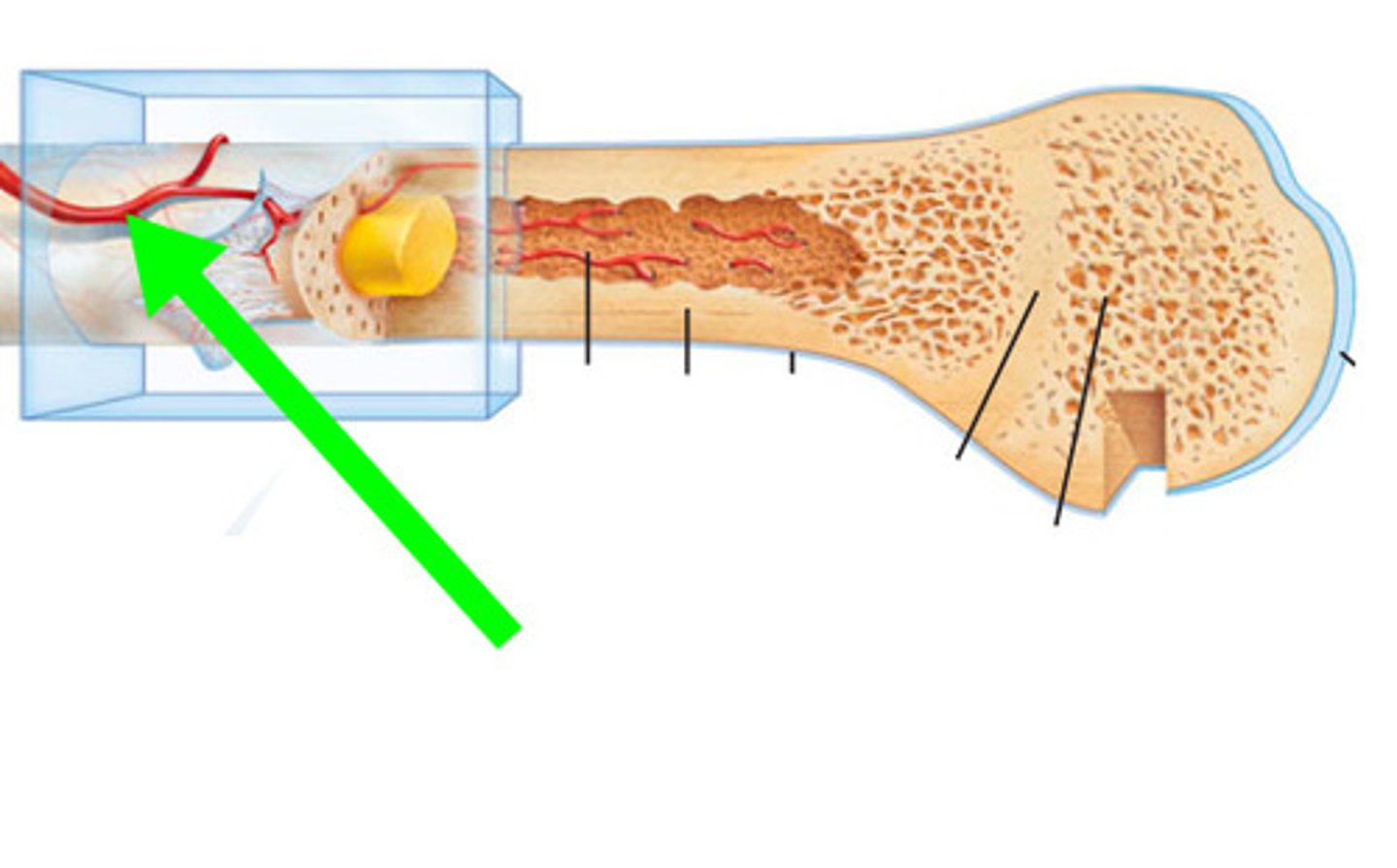 <p>an oblique tunnel in a bones shaft for the passage or the artery that enters through the medullary cavity</p>