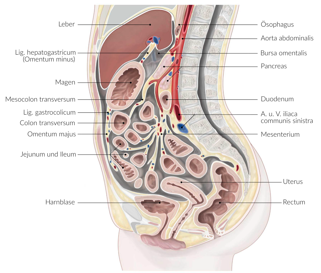 <p>D. Transverse mesocolon (Mesocolon transversum)</p>
