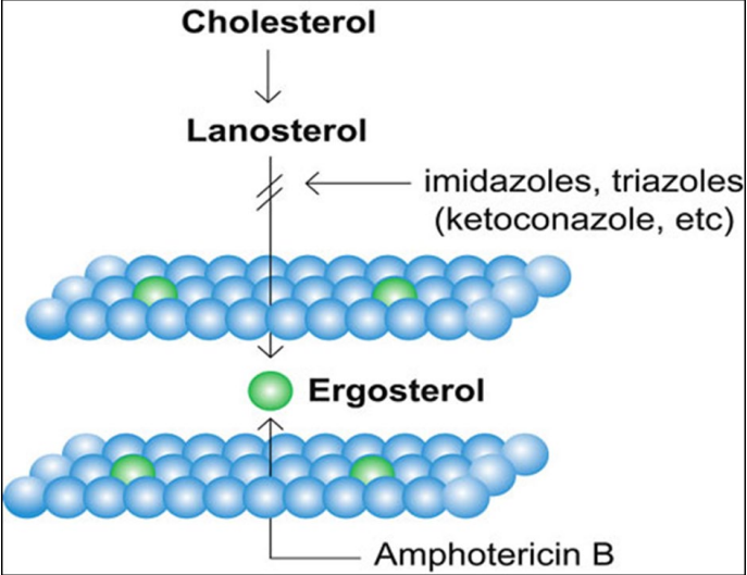 <ul><li><p>inhibit enzyme* required for ergosterol synthesis (part of fungal cell wall)</p><ul><li><p>*lanosterol 14a-demethylase = P450 enzyme known as CYP51</p></li><li><p>CYP51 found in fungi, animals, plants, and mycobacteria</p></li></ul></li><li><p>some also inhibit aromatase (P450 enzyme involved in synthesis of estrogens vs. androgens)</p></li></ul><p></p>