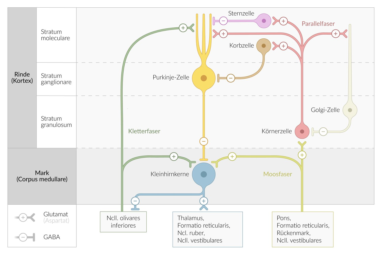 <p>C. Negative feedback via Golgi cells</p>