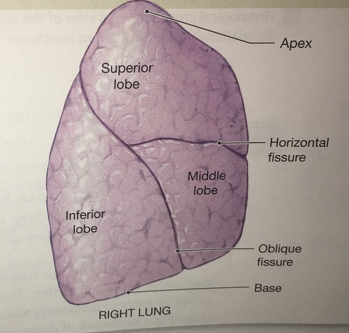<p>superior, middle, inferior</p>
