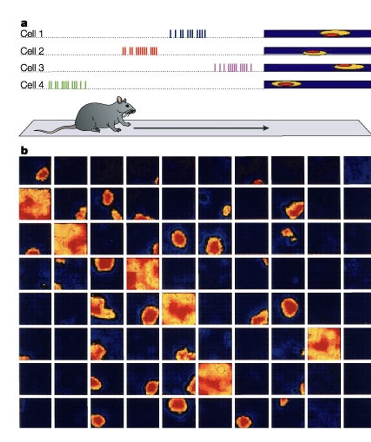 <p>Place cells are neurons in the hippocampus that fire selectively when an animal is in a specific location in an environment.</p><ul><li><p>Each place cell has a place field: a region of space where its firing rate is high.</p><ul><li><p>Outside that location, the neuron is mostly silent.</p></li></ul></li></ul><p></p>