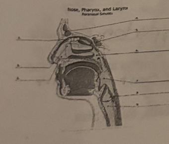 <p>The diaphragm depicts a cut in which plane? </p>