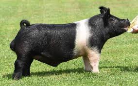 <p>Terminal sire breed with unique color patterns that is noted for muscle and cutability.</p>