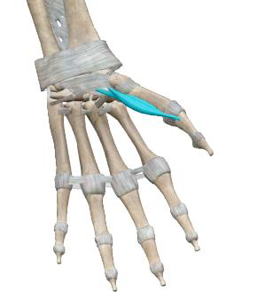 <p>Court fléchisseur du pouce</p>