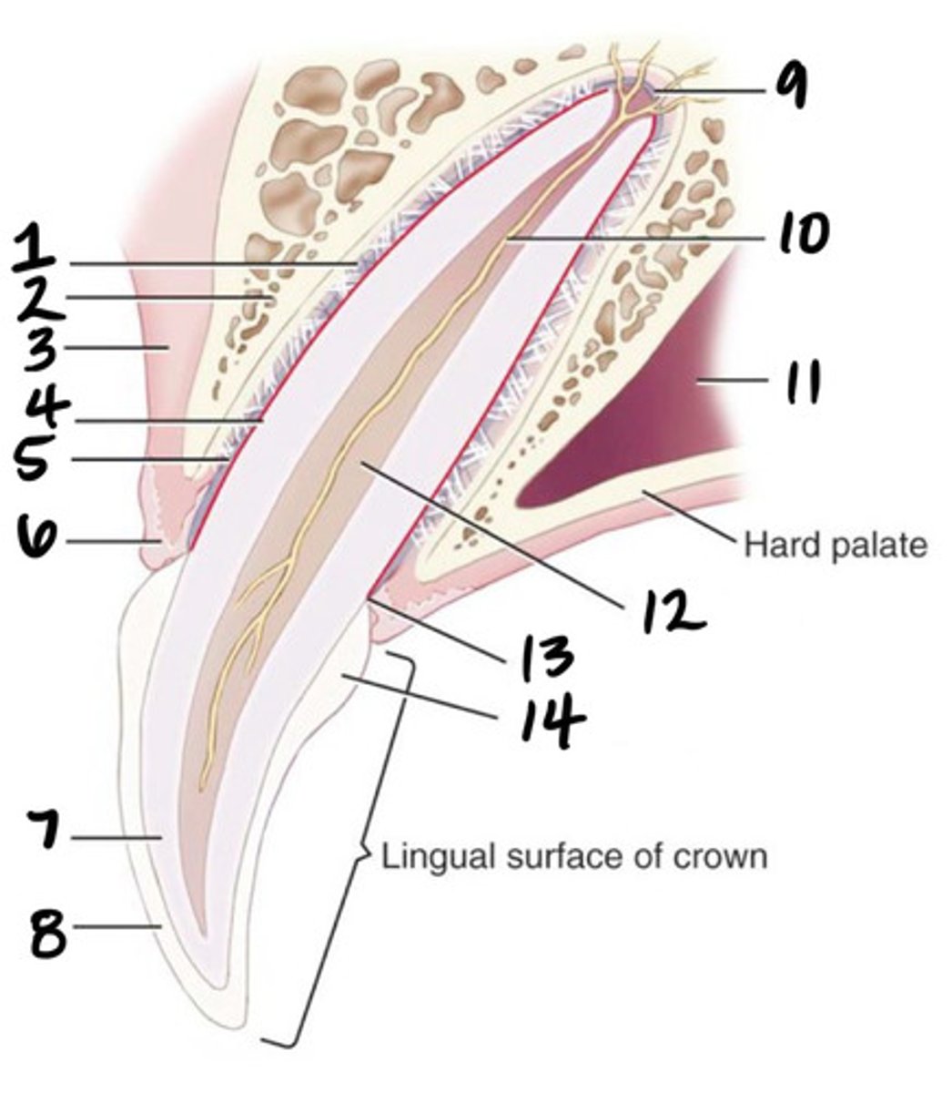 <p>What structure is represented by #9?</p>