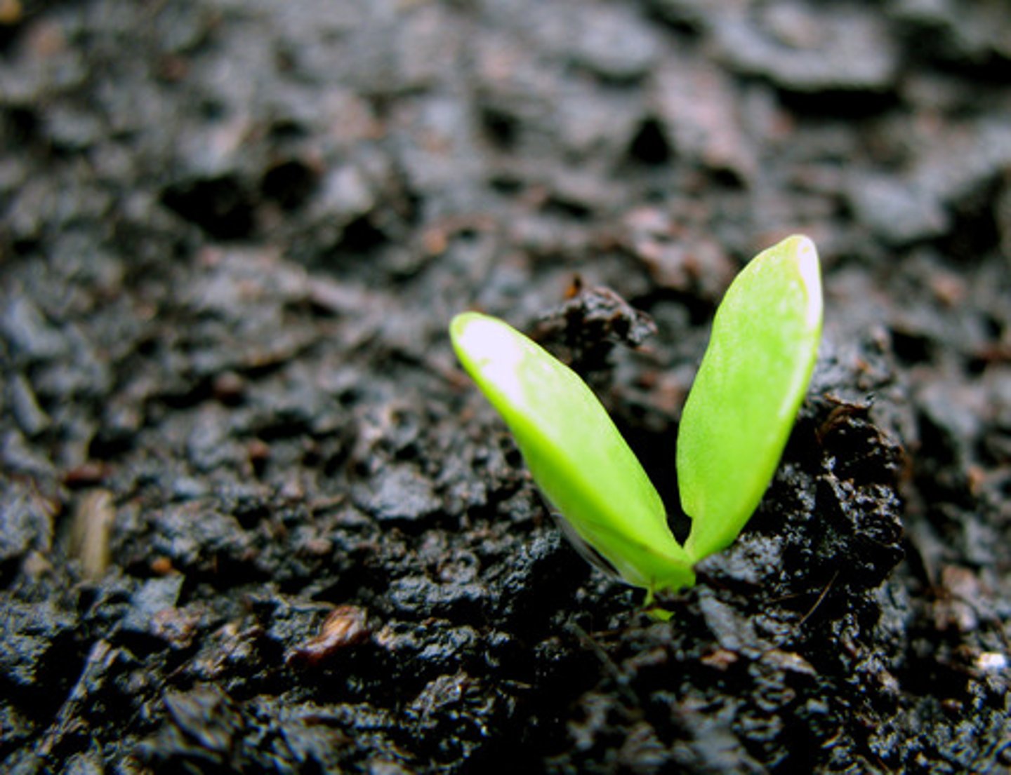 <p>a plant that has two seed leaves or cotyledons</p>