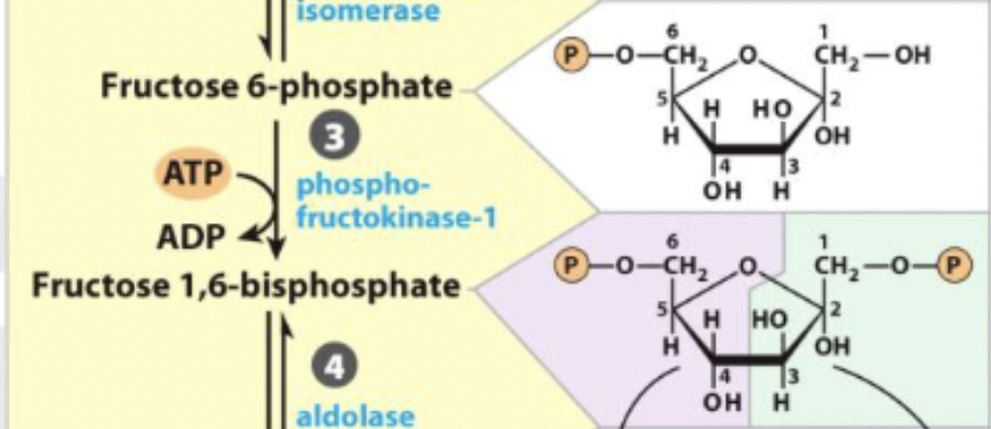 <p>-another activation via addition of phosphate</p><p>-first committed step of glycolysis (must become pyruvate)</p><p>-irreversible and favored</p>