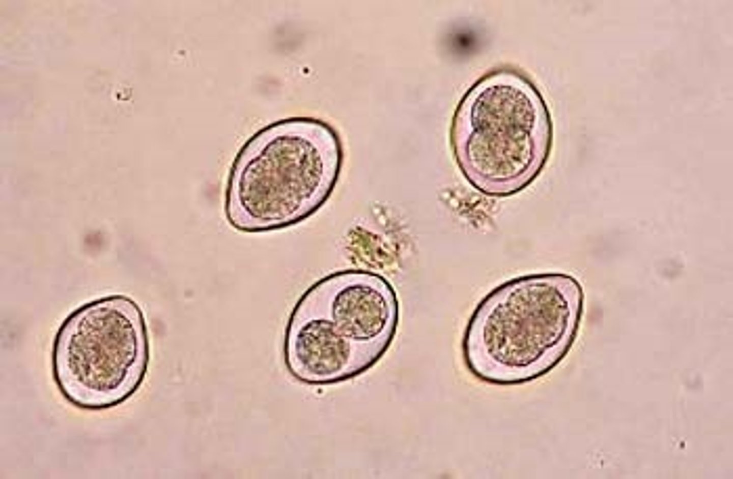 <p>Microscopic intestinal parasites of dogs and cats</p><p>Typically characterized by a round oval shape, with one to multiple sporocysts in their center</p><p>Rapid multiplication of the parasite in the intestinal wall causes the cells of the intestinal lining to rupture</p><p>They cause disease most commonly in puppies and kittens less than six months old, or in adult animals with a weakened immune system</p>