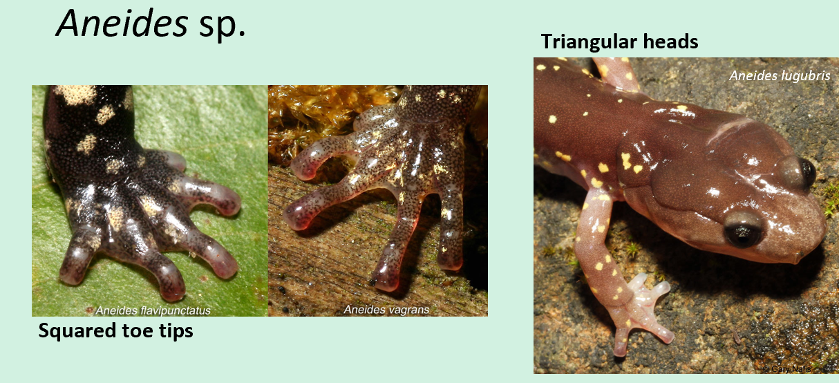 <ul><li><p>Climbing salamanders</p></li><li><p>Triangular head</p></li><li><p>projecting upper jaw teeth</p></li><li><p>long toes with square tips (except A. flavipunctatus),</p></li><li><p>prehensile tails</p></li><li><p>climbing salamanders</p></li><li><p>found in trees and on tree trunks</p></li></ul><p></p>