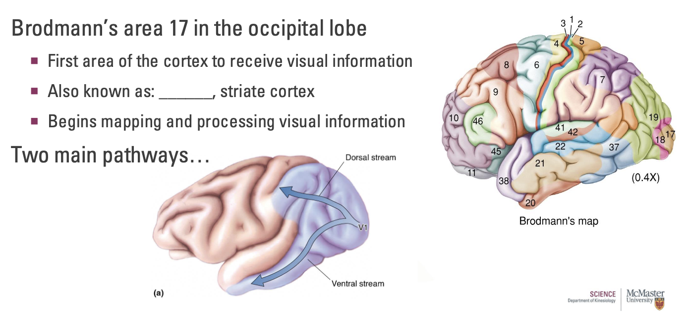 <p>Brodmann’s area 17 in the occipital lobe</p><ul><li><p>First area of the cortex to receive visual information</p></li><li><p>Also known as: <strong><u>V1</u></strong>, striate cortex</p></li><li><p>Begins mapping and processing visual information</p></li></ul><p>Two main pathways: Dorsal and ventral stream</p>